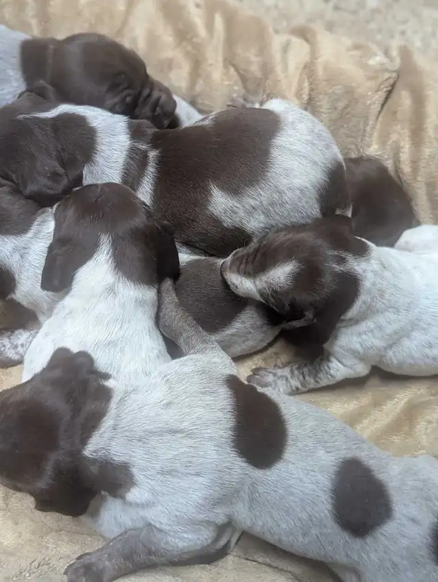 German Shortaired Pointer Puppies - Photo 9