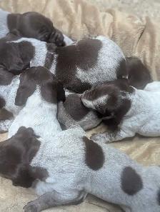 German Shortaired Pointer Puppies - Photo 9