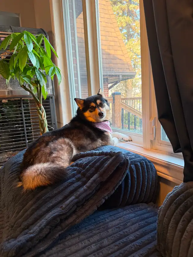 Missing female dog - Photo 2