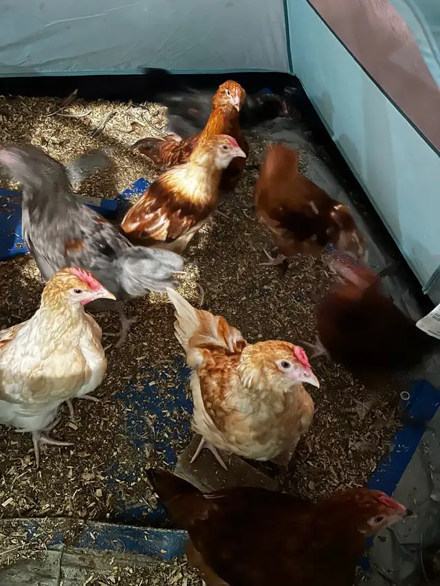 F1 Olive Egger Rooster - 11 week old