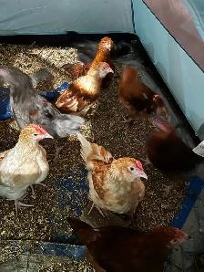 F1 Olive Egger Rooster - 11 week old