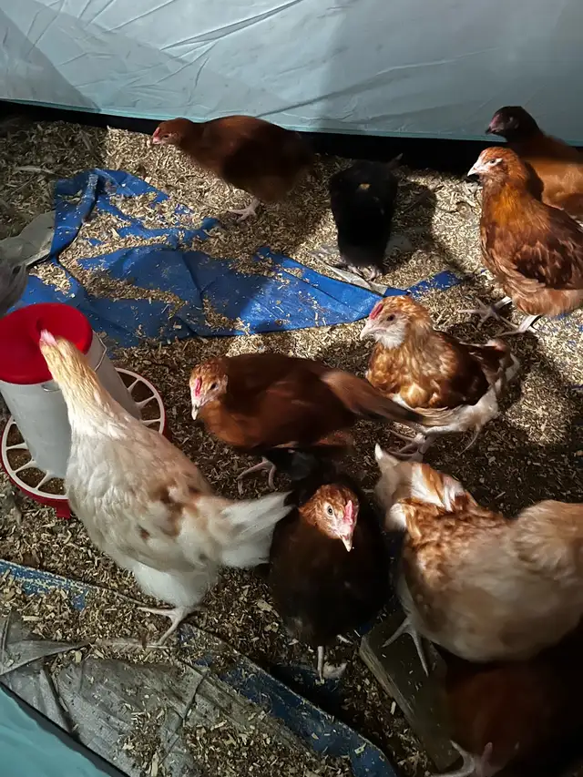 F1 Olive Egger Rooster - 11 week old - Photo 2