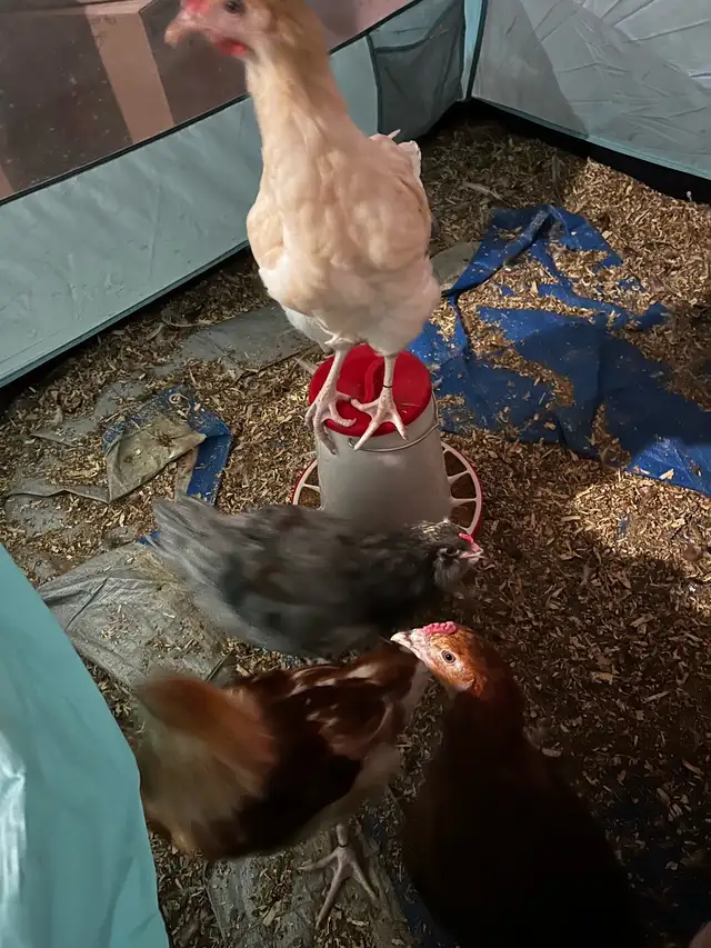 F1 Olive Egger Rooster - 11 week old - Photo 3