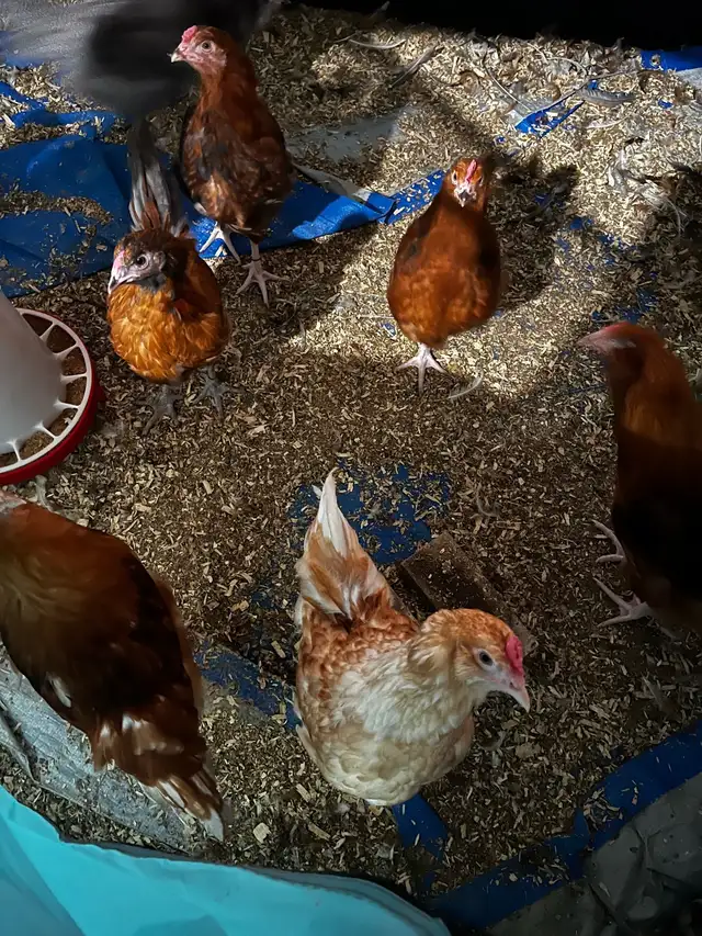 F1 Olive Egger Rooster - 11 week old - Photo 4