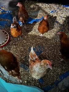 F1 Olive Egger Rooster - 11 week old - Photo 4