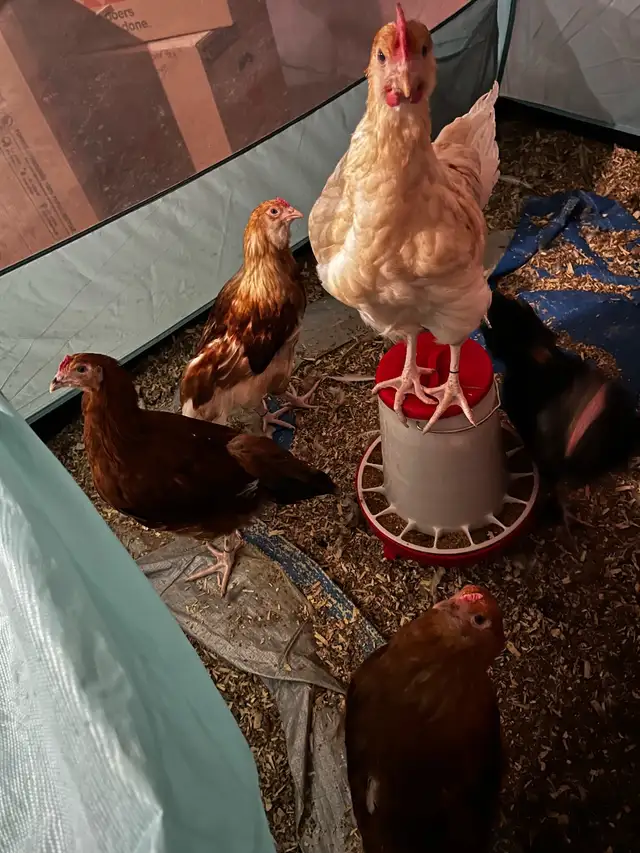 F1 Olive Egger Rooster - 11 week old - Photo 5