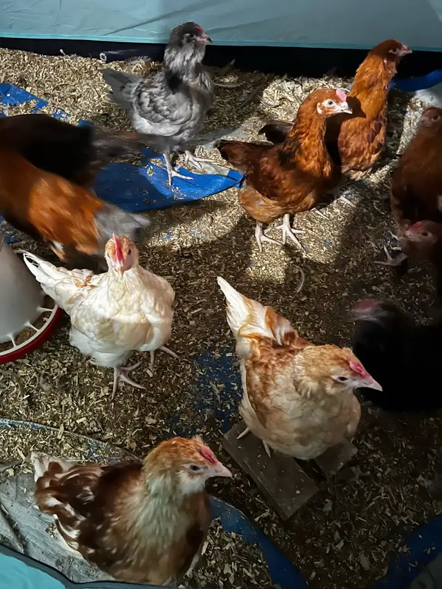 F1 Olive Egger Rooster - 11 week old - Photo 6