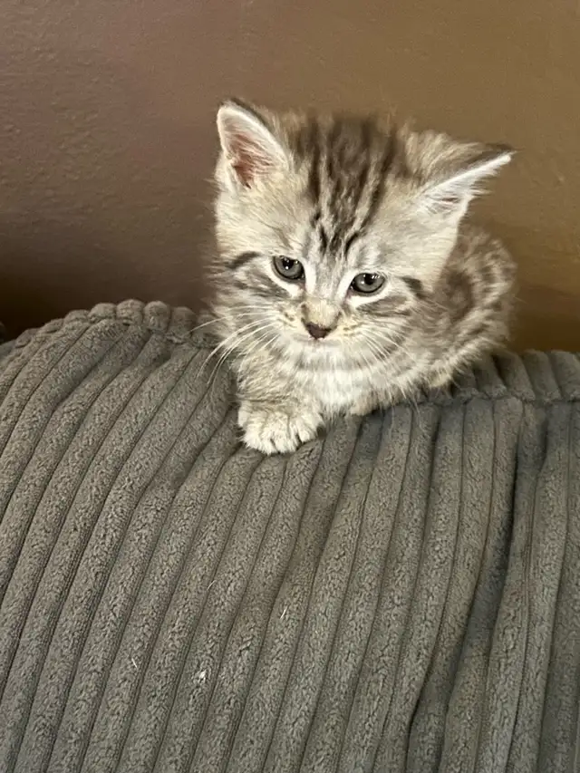 kittens !! - Photo 2