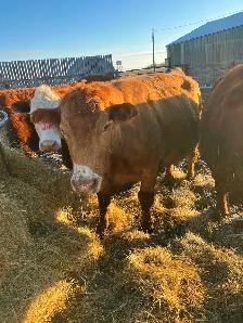 Bred cows - Photo 2