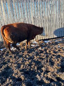 Bred cows - Photo 3