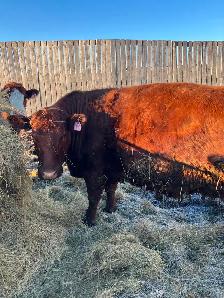 Bred cows - Photo 4