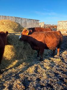 Bred cows - Photo 5