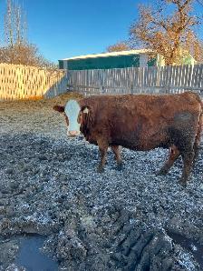 Bred cows - Photo 6