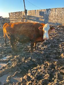 Bred cows - Photo 7