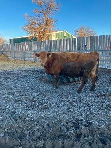 Bred cows - Photo 8