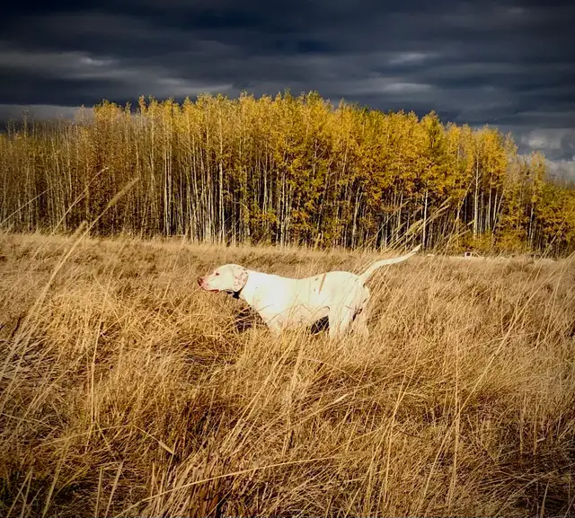 Started Bird Dogs - Photo 2