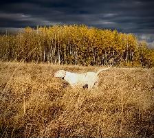 Started Bird Dogs - Photo 2