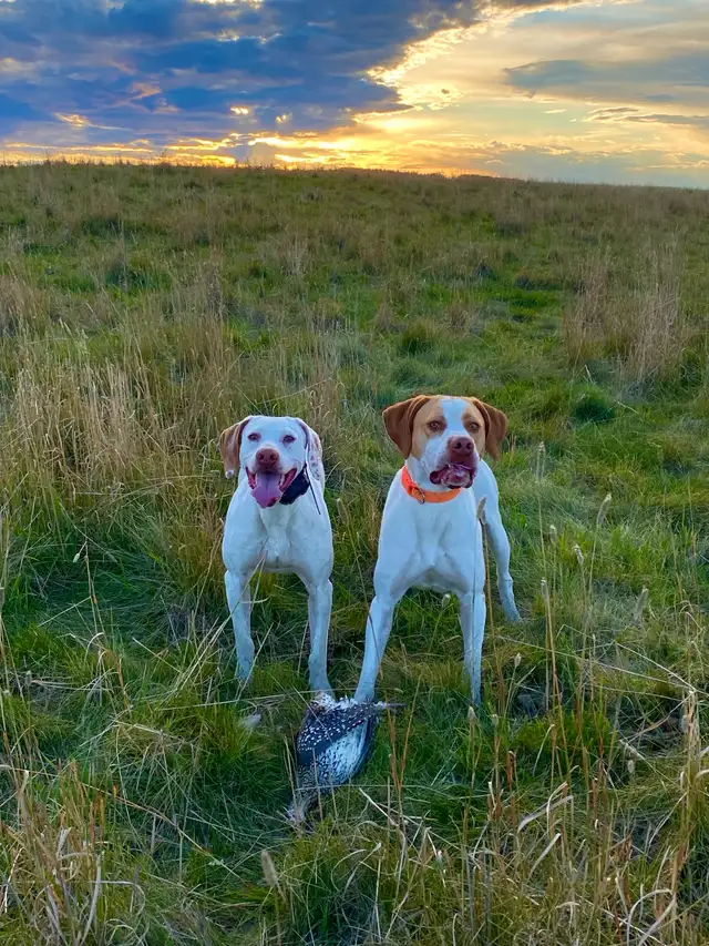 Started Bird Dogs - Photo 3