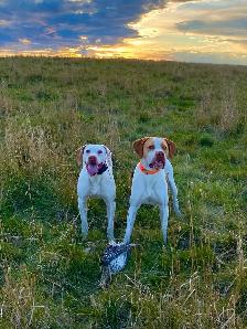 Started Bird Dogs - Photo 3