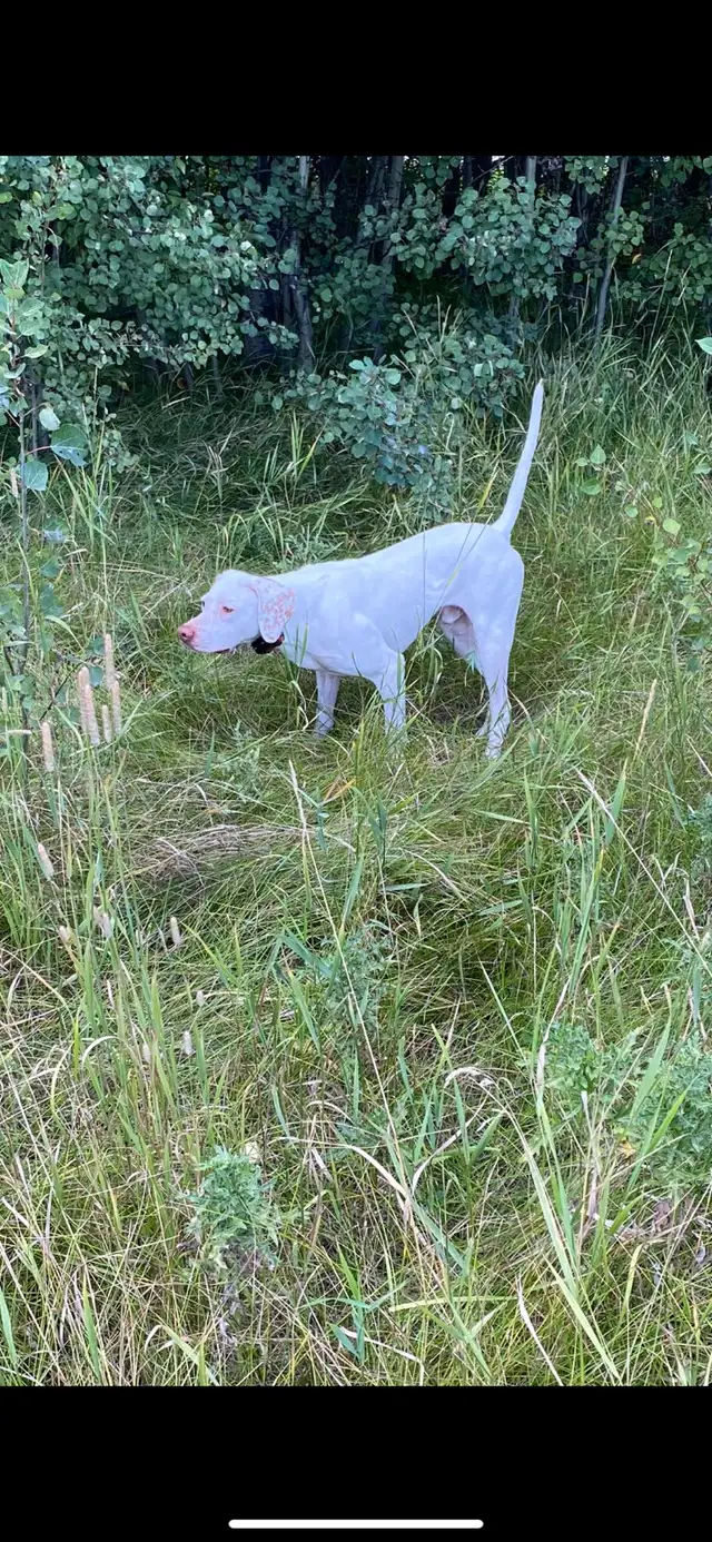 Started Bird Dogs - Photo 4