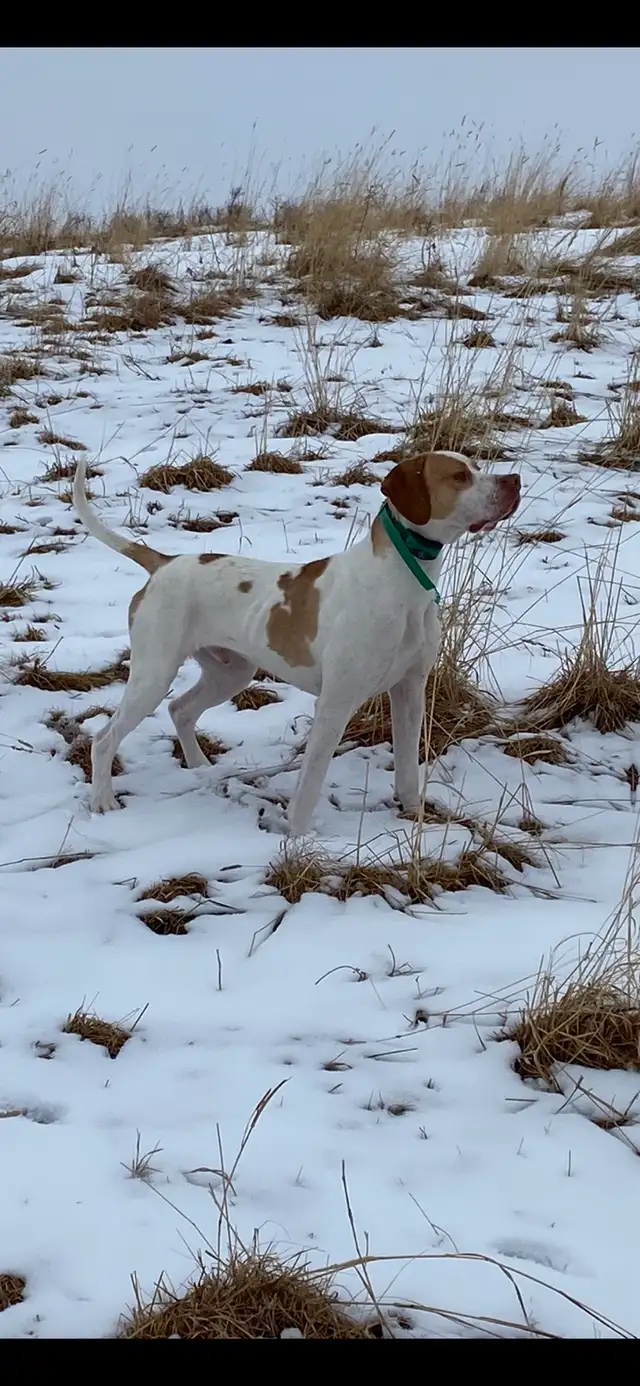 Started Bird Dogs - Photo 5