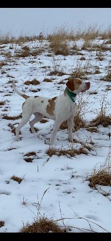 Started Bird Dogs - Photo 5