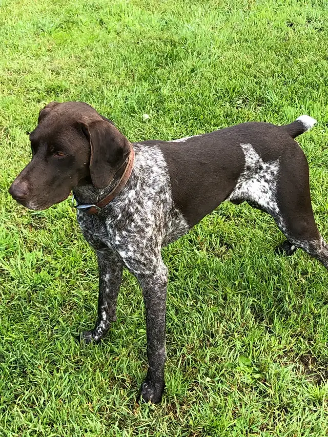 Started Bird Dogs - Photo 6