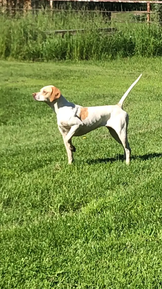 Started Bird Dogs - Photo 7