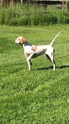 Started Bird Dogs - Photo 7