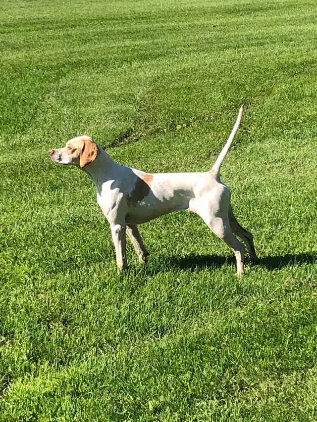 Started Bird Dogs - Photo 8