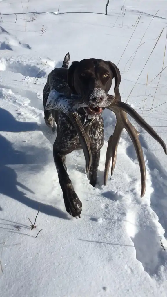 Started Bird Dogs - Photo 9