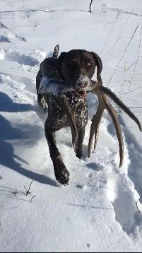 Started Bird Dogs - Photo 9