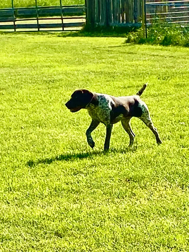 Started Bird Dogs - Photo 10