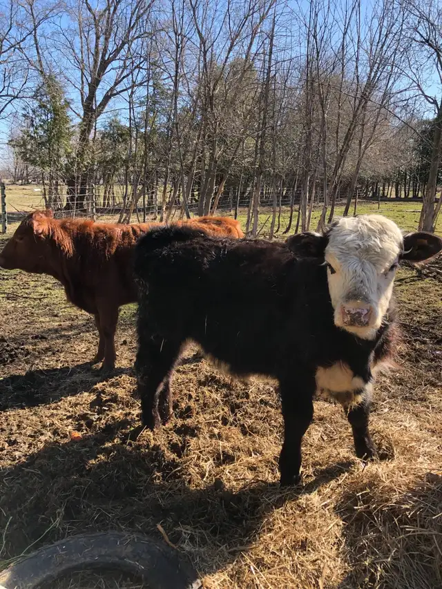 Sold - Yearling heifer and bull calves