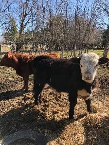 Sold - Yearling heifer and bull calves