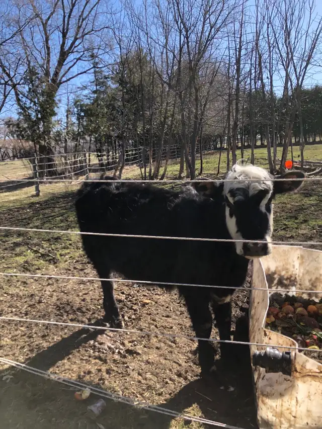 Sold - Yearling heifer and bull calves - Photo 2