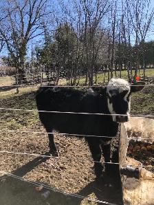 Sold - Yearling heifer and bull calves - Photo 2