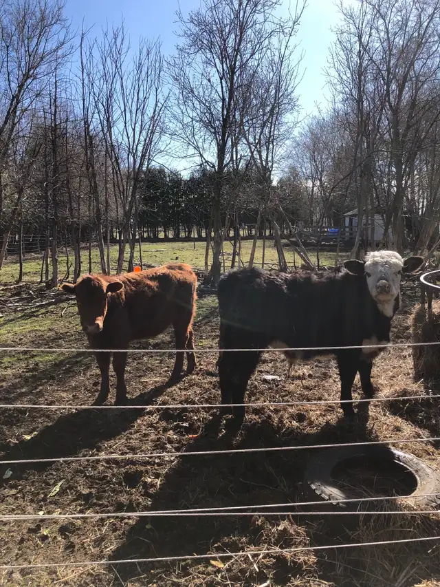 Sold - Yearling heifer and bull calves - Photo 3