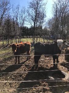 Sold - Yearling heifer and bull calves - Photo 3