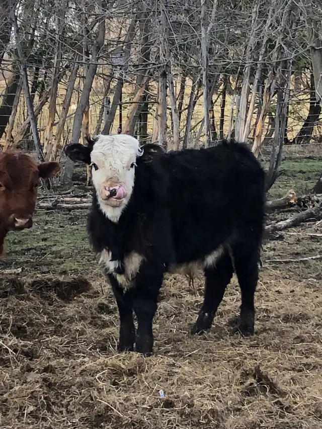 Sold - Yearling heifer and bull calves - Photo 4