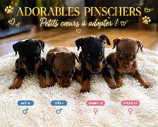 Pinscher Chiot