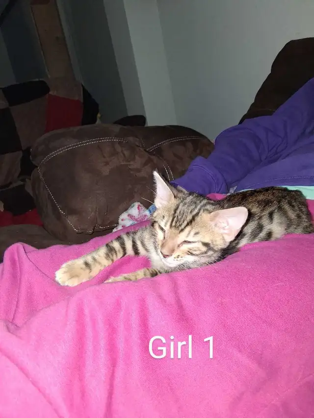 Bengal kittens - Photo 2