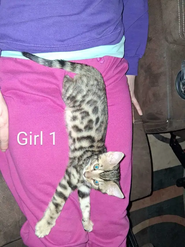 Bengal kittens - Photo 3