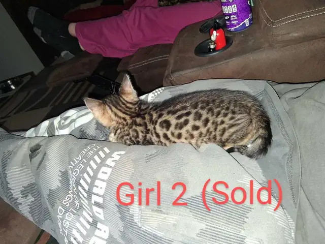 Bengal kittens - Photo 4