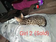 Bengal kittens - Photo 4
