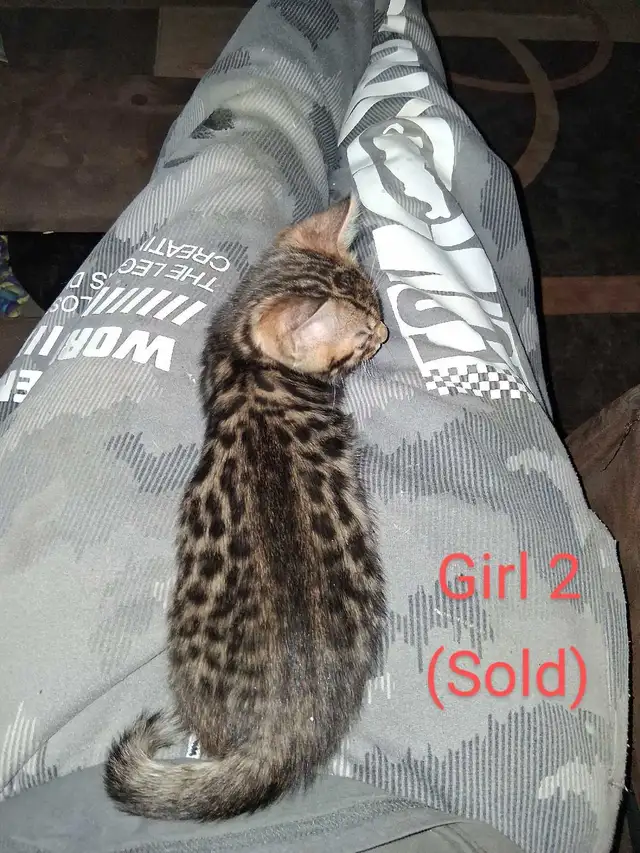 Bengal kittens - Photo 5