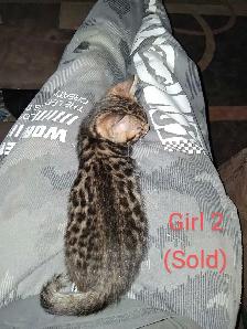 Bengal kittens - Photo 5