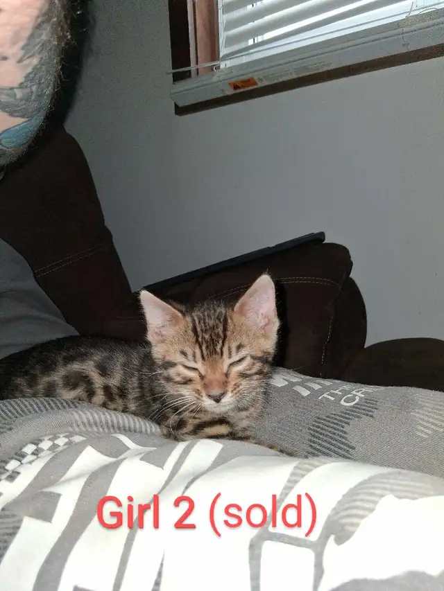 Bengal kittens - Photo 6