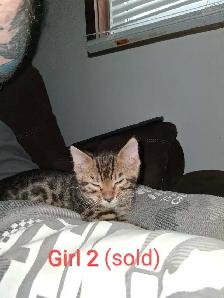 Bengal kittens - Photo 6