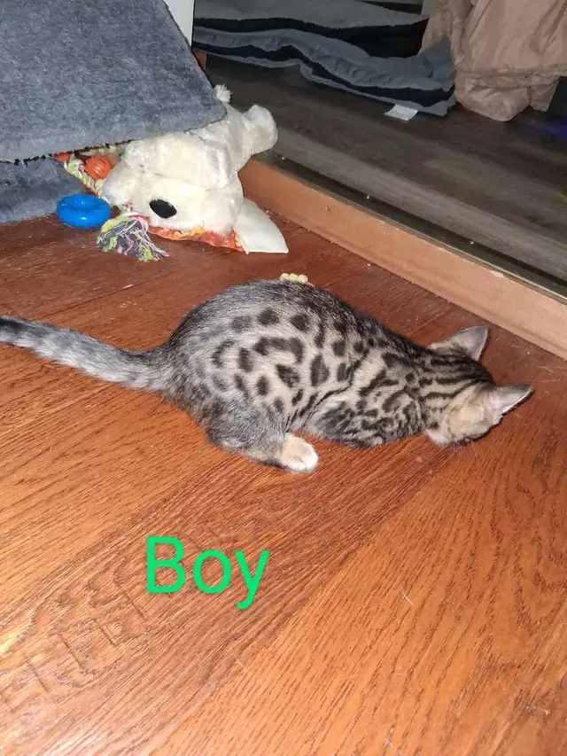 Bengal kittens - Photo 7